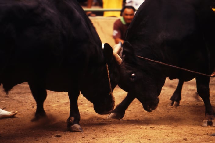 Bull sumo, Okinawa