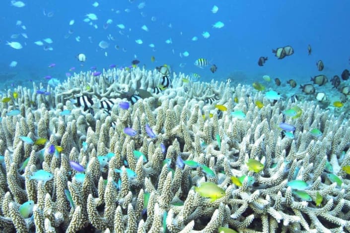 Coral reef, Amami Oshima