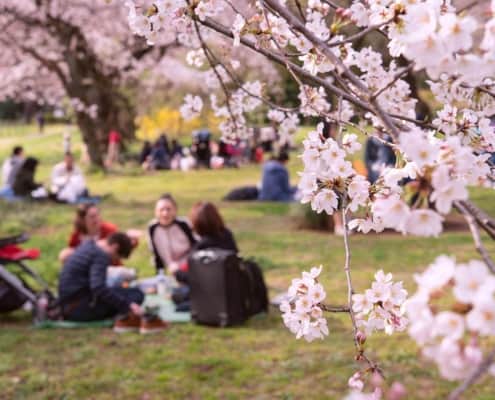 Hanami in Yoyogi parck, Tokyo