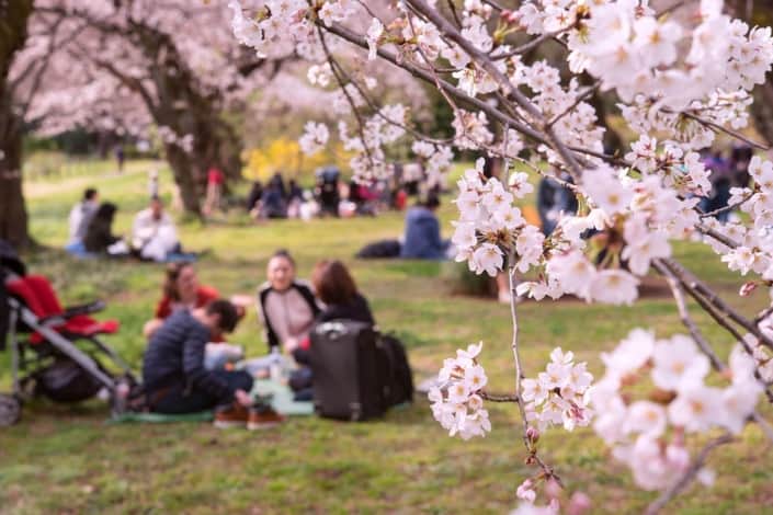 Hanami in Yoyogi parck, Tokyo