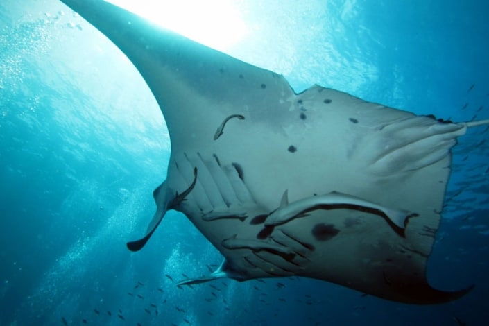 Manta ray, Ishigaki