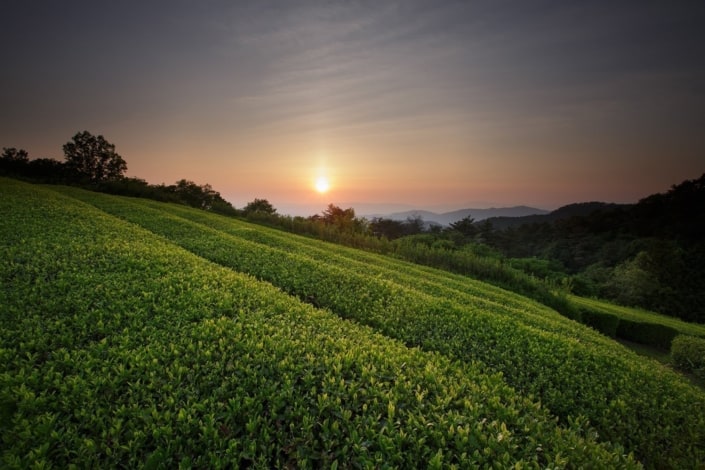 Wasuka tea field