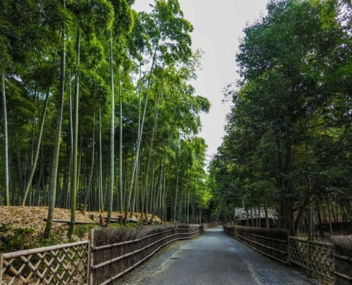Take-no-Michi (the Bamboo Path), Kyoto
