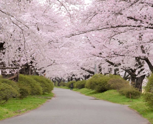 Kitakami Tenshochi Cherry Blossom Festival