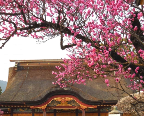Dazaifu Tenmangu Shrine in Dazaifu
