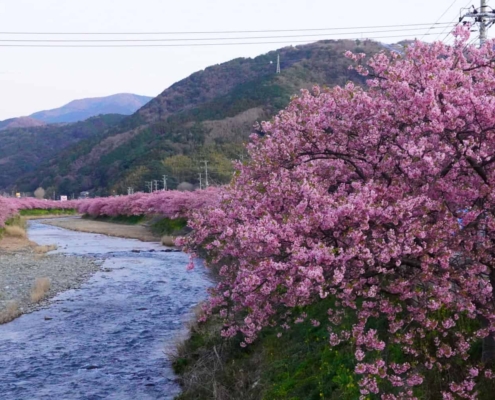 Kawazu-zakura cherry blossom