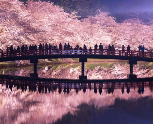 Cherry blossoms at night, Hirosaki Castle