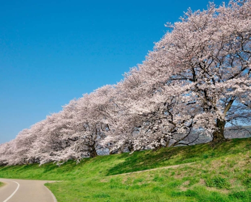 Sewaritei Park in Yawata