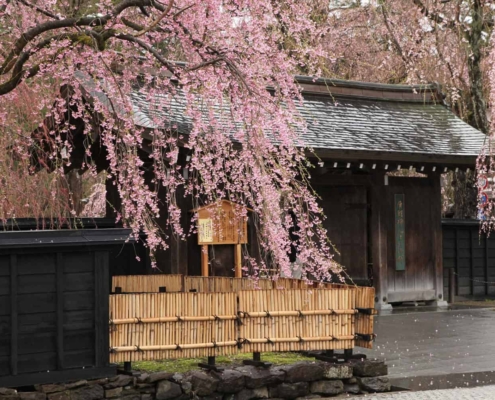 weeping cherry trees of Kakunodate