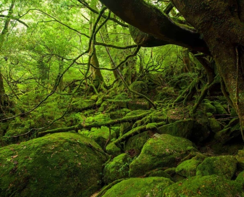 The Shiratani Unsuiky, Yakushima