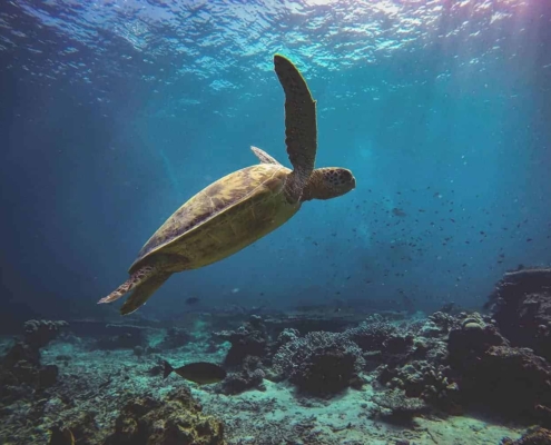 Sea turtles in Hachijojima