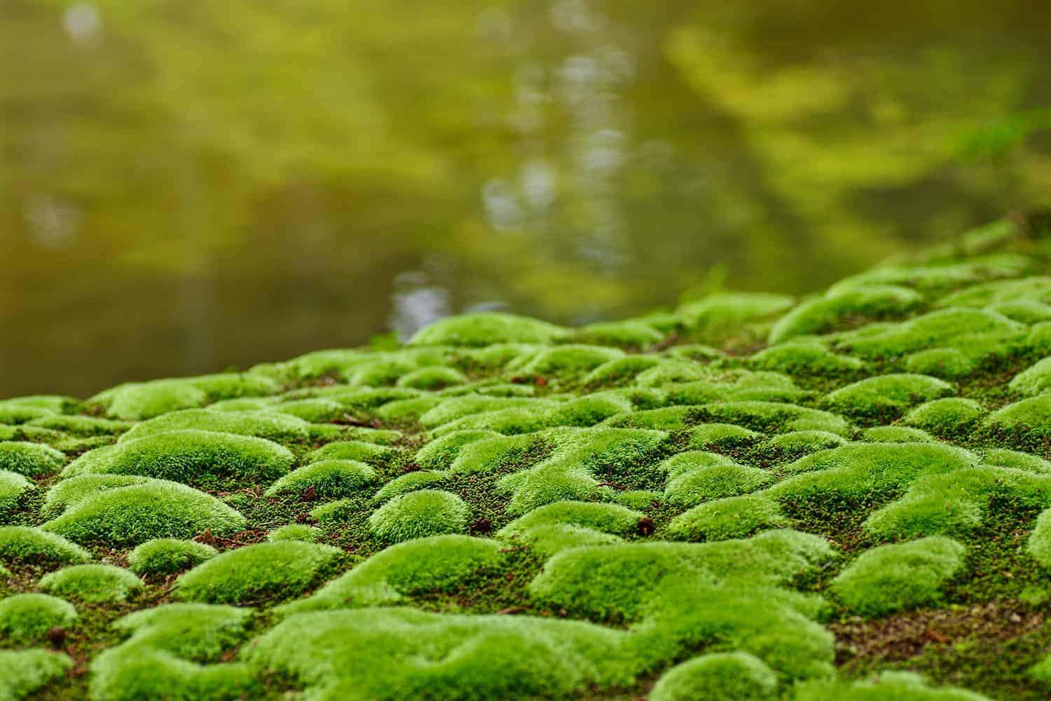 Saiho-ji Temple or Kokedera Moss Temple